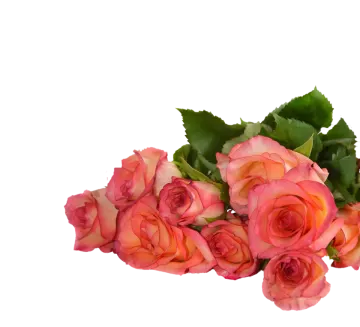 a bunch of pink roses on a white background