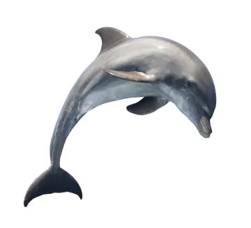 a dolphin jumping in the air on a white background