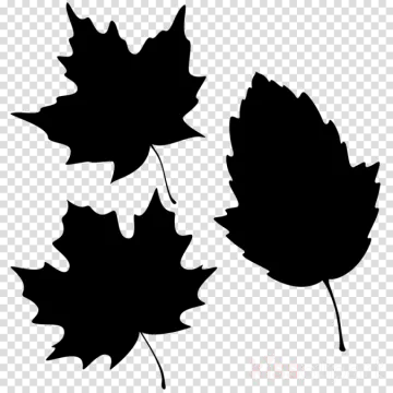 three black maple leaves on transparent background