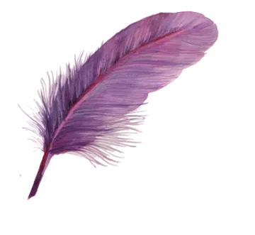a purple feather on a white background