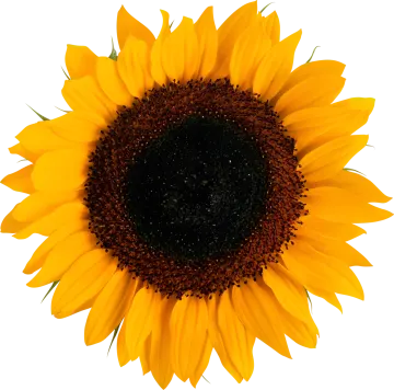 a yellow sunflower on a white background