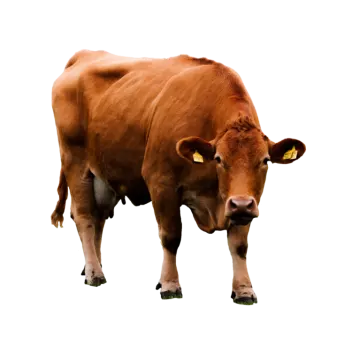 a brown cow standing on a white surface