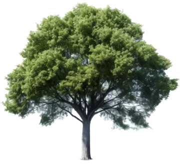 a tree on a white background
