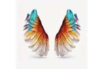 a pair of wings on a white background