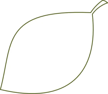 a line drawing of a leaf
