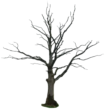 a dead tree with no leaves on it