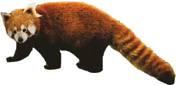 a red panda walking across a white background