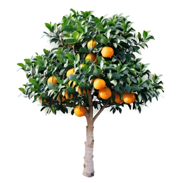 a tree with oranges growing on it