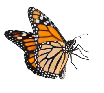 a monarch butterfly on a white background