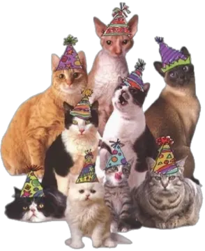 a group of cats wearing party hats