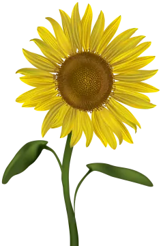 a sunflower on a white background