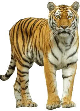 a tiger standing on a white background