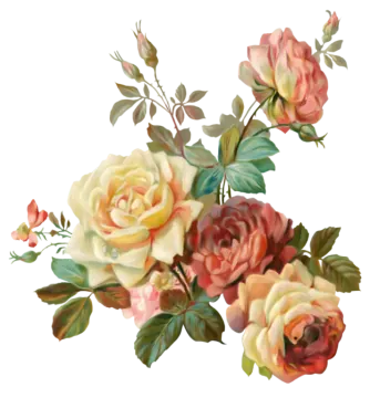 a bouquet of roses on a white background