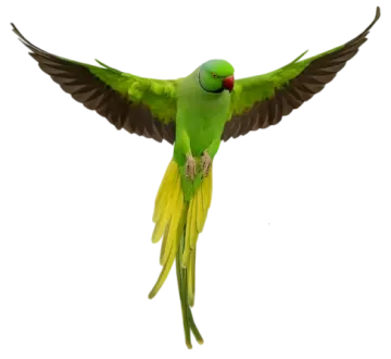 a green parrot flying through the air
