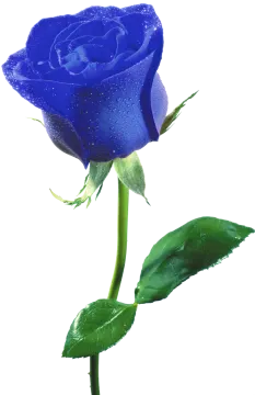 a blue rose with water droplets on it
