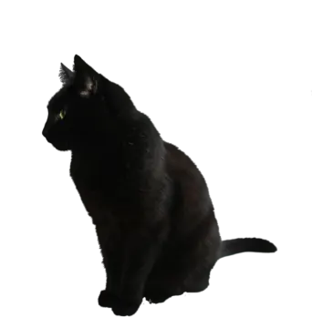 a black cat sitting on a white surface