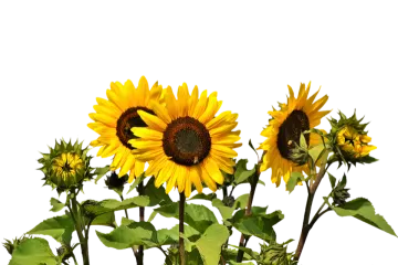 a bunch of sunflowers