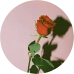 a red rose on a pink background