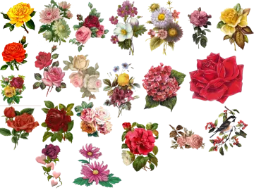 a bunch of flowers on white background