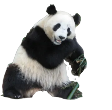 a black and white panda eating bamboo leaves