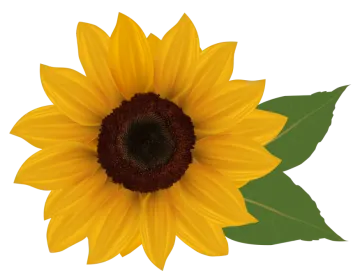 a yellow sunflower with green leaves