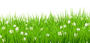 green grass with flowers on white background