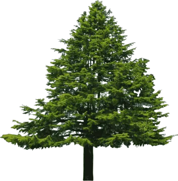 a pine tree on a white background