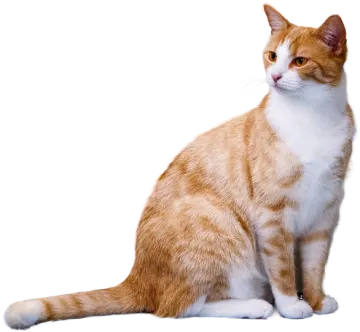 an orange and white cat sitting on the floor