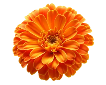 an orange flower on a white background