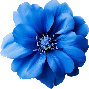 a blue flower on a white background