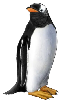 a drawing of a penguin on a white background