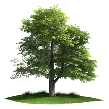 a tree with green leaves on the ground