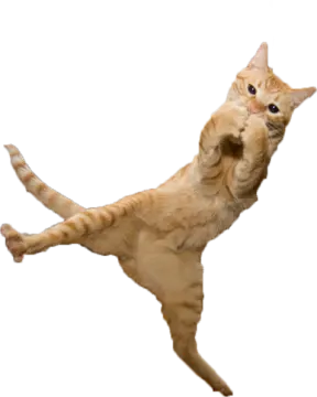 a cat jumping in the air