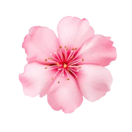 a pink flower on a white background