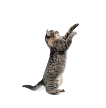 a cat standing on its hinds in the air