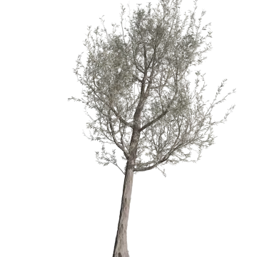 an olive tree on a white background