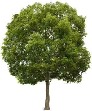 a tree on a white background