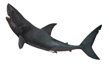 an image of a great white shark
