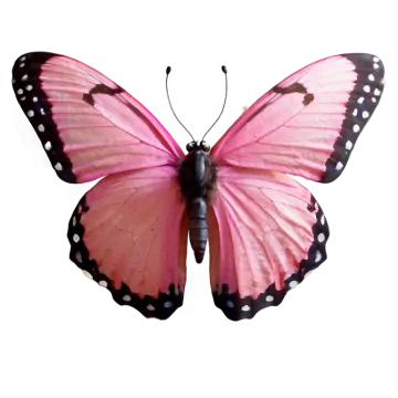 a pink butterfly on a white background