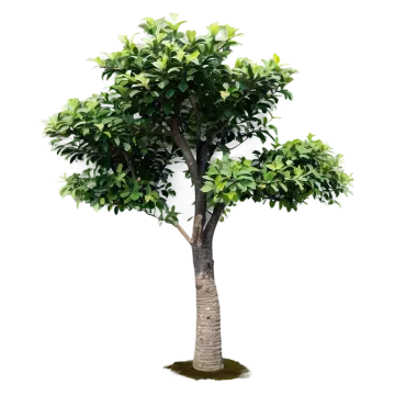 a tree with green leaves on it