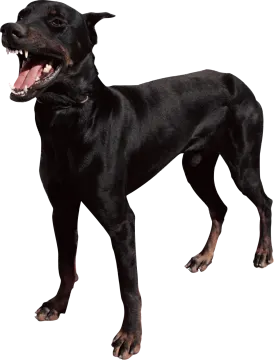 a black dog with its mouth open on a white background