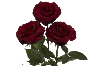 three red roses on a white background