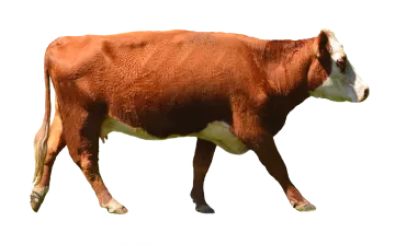 a brown cow walking across a white field
