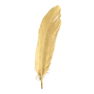 a golden feather on a white background