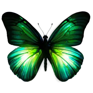 a green butterfly on a white background