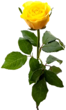 a single yellow rose on a white background