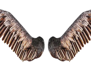 two birds with their wings spread out