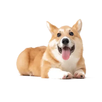 a small dog laying down with its tongue out