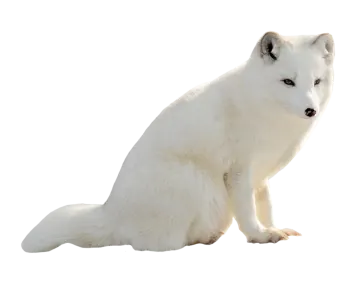 a white fox sitting on the ground