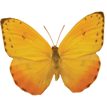 a yellow butterfly on a white background